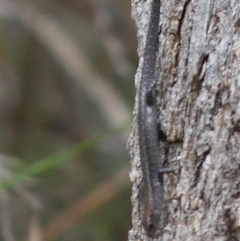 Lampropholis guichenoti at Borough, NSW - suppressed