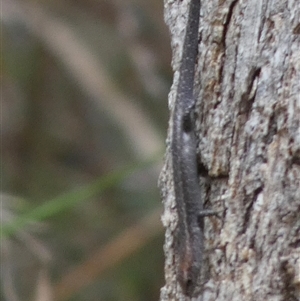 Lampropholis guichenoti at Borough, NSW - 15 Nov 2024