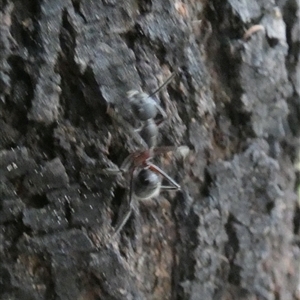 Camponotus intrepidus at Borough, NSW - suppressed