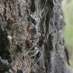 Camponotus intrepidus at Borough, NSW - suppressed