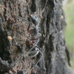 Camponotus intrepidus at Borough, NSW - suppressed