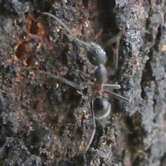 Camponotus intrepidus at Borough, NSW - suppressed