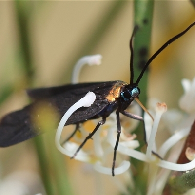 Pollanisus subdolosa or other (A Forester moth) at Mongarlowe, NSW - 16 Nov 2024 by LisaH