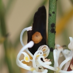 Pollanisus subdolosa or other at Mongarlowe, NSW - suppressed