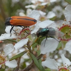 Unidentified Blow fly (Calliphoridae) at Borough, NSW - 15 Nov 2024 by Paul4K