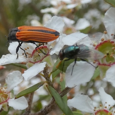 Unidentified Blow fly (Calliphoridae) at Borough, NSW - 15 Nov 2024 by Paul4K