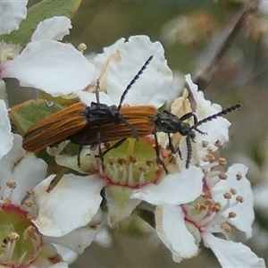 Porrostoma rhipidium at Borough, NSW - suppressed