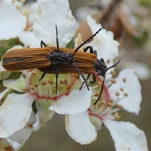 Porrostoma rhipidium at Borough, NSW - suppressed