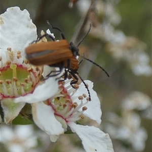 Porrostoma rhipidium at Borough, NSW - suppressed