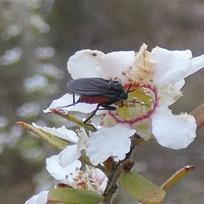 Sciaridae sp. (family) (Black fungus gnat) at Borough, NSW - 15 Nov 2024 by Paul4K