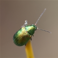 Edusella sp. (genus) (A leaf beetle) at Mongarlowe, NSW - 16 Nov 2024 by LisaH