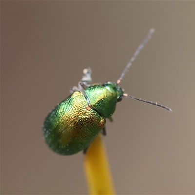 Edusella sp. (genus) (A leaf beetle) at Mongarlowe, NSW - 16 Nov 2024 by LisaH