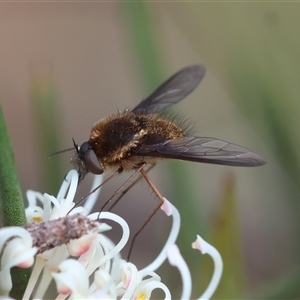 Staurostichus sp. (genus) at Mongarlowe, NSW - 16 Nov 2024