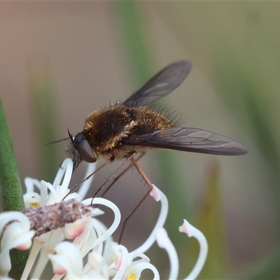 Staurostichus sp. (genus) (Unidentified Staurostichus bee fly) at Mongarlowe, NSW - 16 Nov 2024 by LisaH