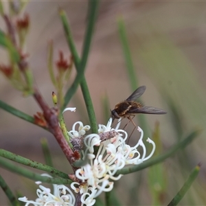 Staurostichus sp. (genus) at Mongarlowe, NSW - 16 Nov 2024