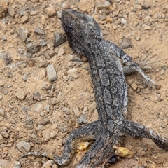 Pogona barbata at Mount Clear, ACT - 16 Nov 2024 by SWishart