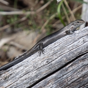 Pseudemoia entrecasteauxii at Mount Clear, ACT - 16 Nov 2024