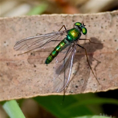 Heteropsilopus sp. (genus) (A long legged fly) at Mongarlowe, NSW - 16 Nov 2024 by LisaH