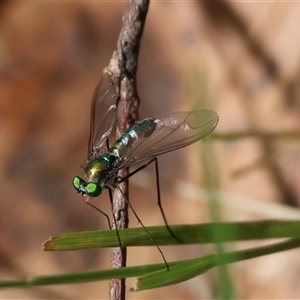 Heteropsilopus sp. (genus) at Mongarlowe, NSW - suppressed