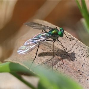 Heteropsilopus sp. (genus) at Mongarlowe, NSW - suppressed