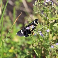 Phalaenoides tristifica (Willow-herb Day-moth) at Rendezvous Creek, ACT - 16 Nov 2024 by JimL