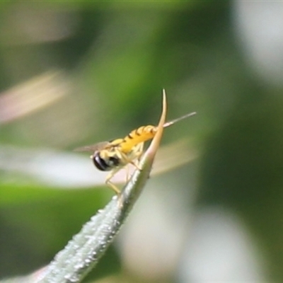 Syrphidae (family) (Unidentified Hover fly) at Rendezvous Creek, ACT - 15 Nov 2024 by JimL