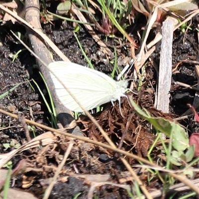 Pieris rapae (Cabbage White) at Rendezvous Creek, ACT - 16 Nov 2024 by JimL