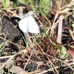 Pieris rapae at Rendezvous Creek, ACT - 16 Nov 2024 10:17 AM