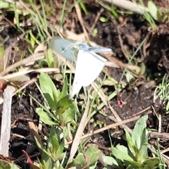 Pieris rapae at Rendezvous Creek, ACT - 16 Nov 2024 10:17 AM