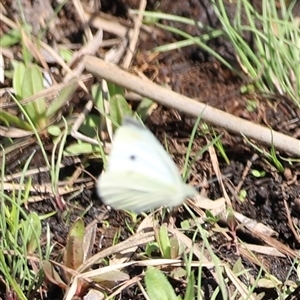 Pieris rapae at Rendezvous Creek, ACT - 16 Nov 2024 10:17 AM