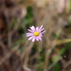 Calotis scabiosifolia var. integrifolia (Rough Burr-daisy) at Booth, ACT - 16 Nov 2024 by JimL