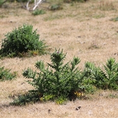 Carduus nutans (Nodding Thistle) at Rendezvous Creek, ACT - 16 Nov 2024 by JimL