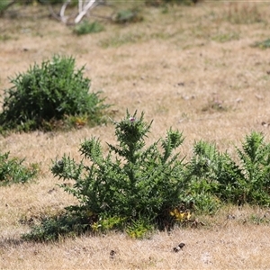 Carduus nutans at Rendezvous Creek, ACT - 16 Nov 2024 10:13 AM