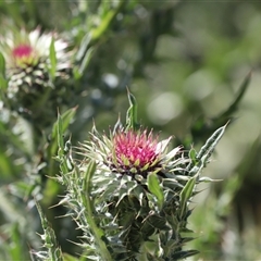 Carduus nutans at Rendezvous Creek, ACT - 16 Nov 2024 10:13 AM