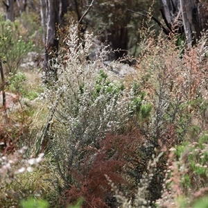 Leptospermum myrtifolium at Rendezvous Creek, ACT - 16 Nov 2024