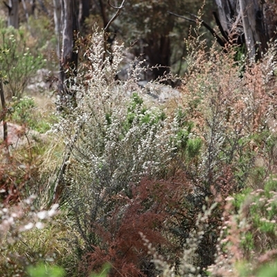 Leptospermum myrtifolium (Myrtle Teatree) at Rendezvous Creek, ACT - 16 Nov 2024 by JimL