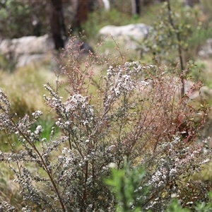 Leptospermum myrtifolium at Rendezvous Creek, ACT - 16 Nov 2024