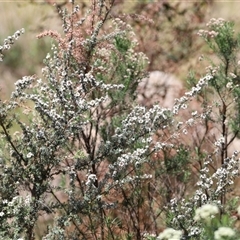 Leptospermum myrtifolium at Rendezvous Creek, ACT - 16 Nov 2024