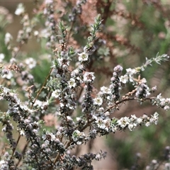 Leptospermum myrtifolium at Rendezvous Creek, ACT - 16 Nov 2024