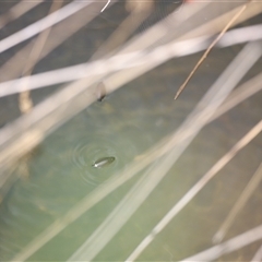 Gyrinidae sp. (family) (Unidentified whirligig beetle) at Rendezvous Creek, ACT - 16 Nov 2024 by JimL