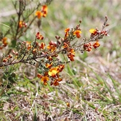 Mirbelia oxylobioides at Rendezvous Creek, ACT - 16 Nov 2024 11:42 AM