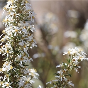 Olearia erubescens at Rendezvous Creek, ACT - 16 Nov 2024 11:43 AM