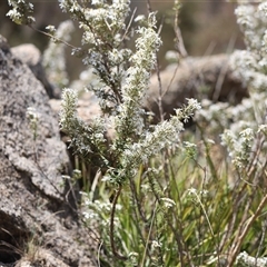 Olearia erubescens at Rendezvous Creek, ACT - 16 Nov 2024 11:43 AM