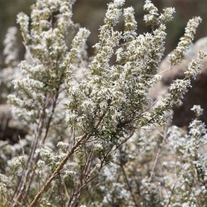 Olearia erubescens at Rendezvous Creek, ACT - 16 Nov 2024 11:43 AM