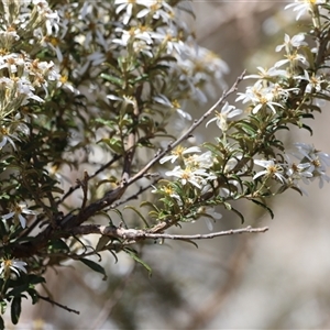 Olearia erubescens at Rendezvous Creek, ACT - 16 Nov 2024 11:43 AM