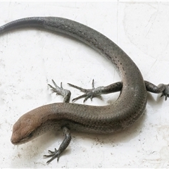 Lampropholis delicata (Delicate Skink) at Googong, NSW - 12 Nov 2024 by WHall