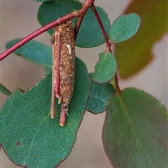 Trigonocyttara clandestina (Less-stick Case Moth) at Googong, NSW - 14 Nov 2024 by WHall