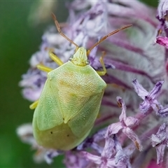 Cuspicona sp. (genus) (Shield bug) at Acton, ACT - 14 Nov 2024 by WHall