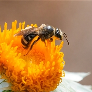 Lasioglossum (Chilalictus) sp. (genus & subgenus) at Acton, ACT - 14 Nov 2024 02:56 PM