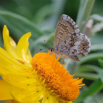 Neolucia agricola (Fringed Heath-blue) at Acton, ACT - 14 Nov 2024 by WHall